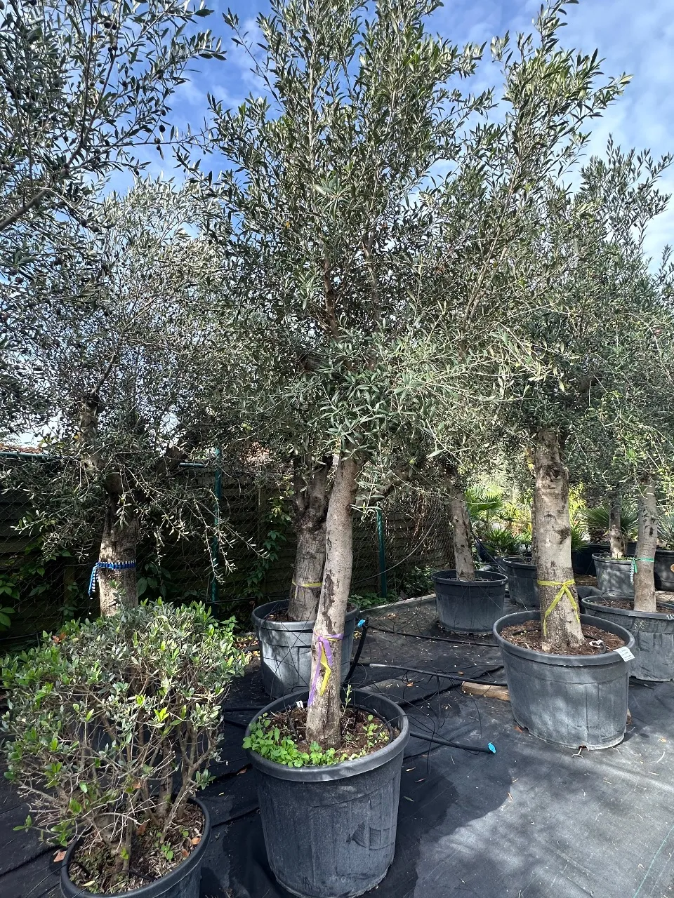 Olive tree (Olea Europea)