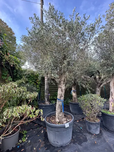 Olive tree (Olea Europea)