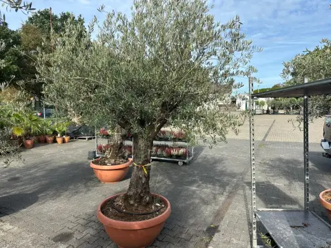 Olive tree (Olea Europea)