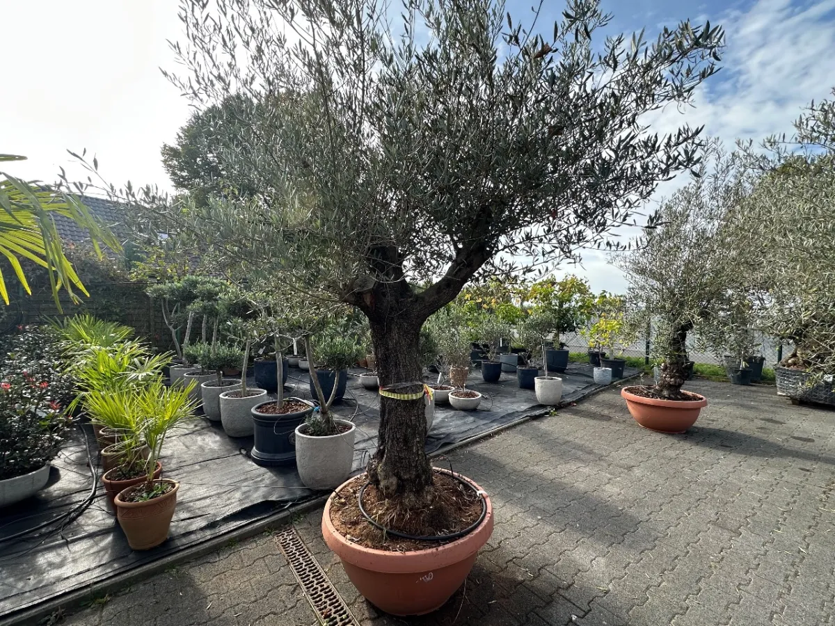 Olive tree (Olea Europea)