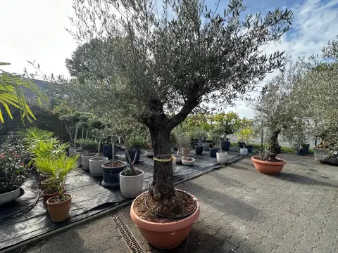 Olive tree (Olea Europea)