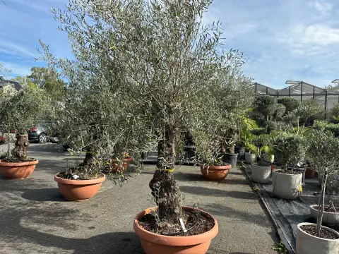 Olive tree (Olea Europea)