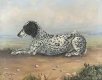 Chien d'arrêt couché
