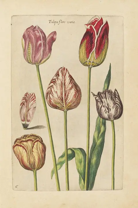 Johannes Theodor de Bry, Florilegium novum ... New Blumbuch