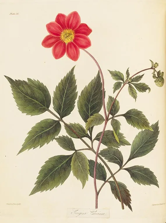 M. Roscoe（爱德华·罗斯科夫人），花卉季节，1831年