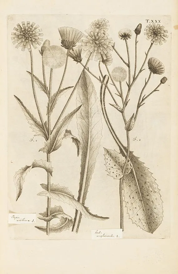 卡洛·阿利奥尼，Flora Pedemontana，1785年