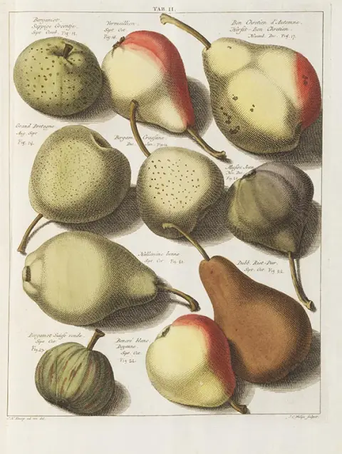 Johann Hermann Knoop, Pomologia ovvero descrizione delle migliori varietà di mele e pere