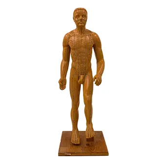 MEDIZINISCHE MENSCHEN-SKULPTUR MIT AKUPUNKTURPUNKTEN.