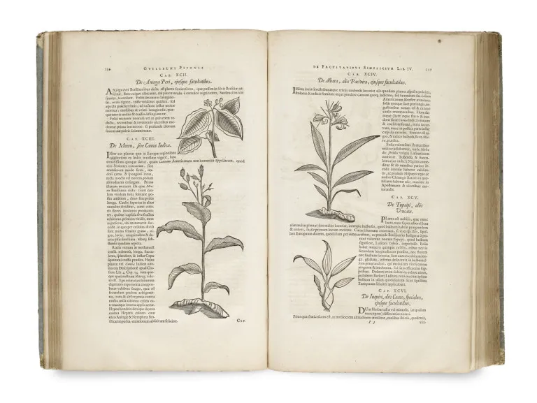 Willem u. Georg Markgraf Piso – Historia naturalis Brasiliae, auspicio et benefi cio Illustriss