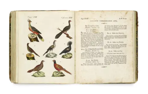 Friedrich Justin Bertuch – Livre d'images pour enfants, (vol. 02) contenant une agréable collection d'animaux, plantes, fleurs, fruits ...