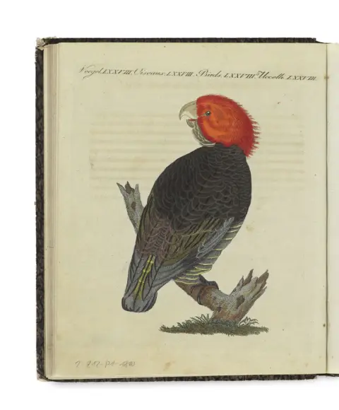 Friedrich Justin Bertuch – Livre d'images pour enfants, contenant une agréable collection d'animaux, plantes, fleurs, fruits, minéraux, ...
