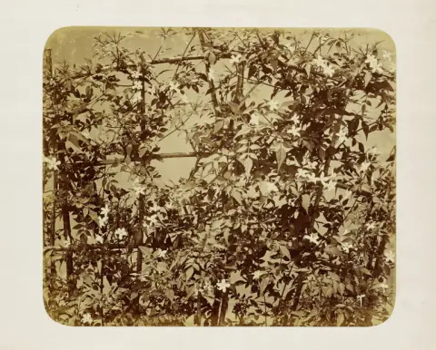 Adolphe Braun – Espalier avec fleurs grimpantes