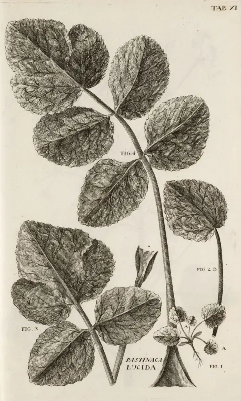 Antoine Gouan – Illustrationes et observationes Botanicae, ad specierum historiam facientes