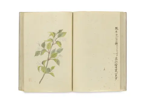 Livre en bloc japonais avec illustrations botaniques coloriées à la main