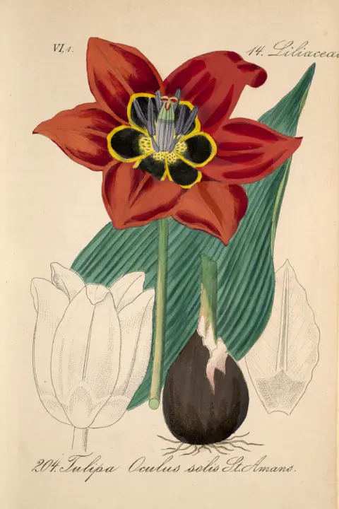 D. F. L. von Schlechtendal (e.a.) – Flora von Deutschland