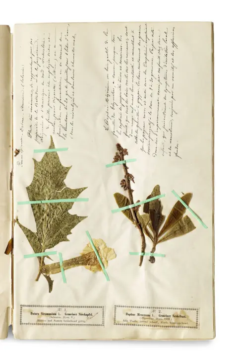 Hermann Wagner – Plantes médicinales et toxiques