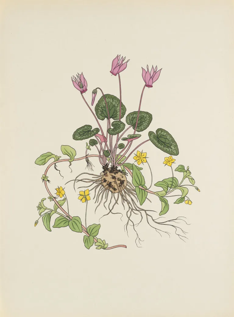 Josef Weisz – Fleurs des Alpes