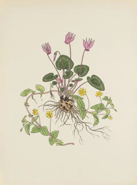 Josef Weisz – Fleurs des Alpes