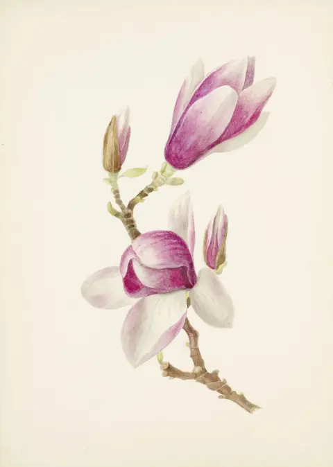 Magnolia et Veronica spicata