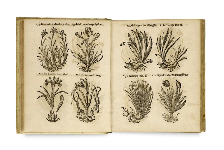 Thomas Pancovius (Panckow) – Herbarium, or book of herbs and plants, in which both native and foreign herbs are found finely and…