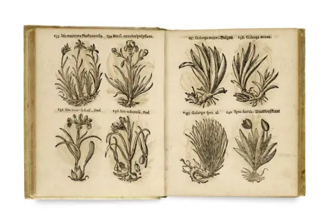 Thomas Pancovius (Panckow) – Herbarium, ou livre des herbes et des plantes, où l'on trouve aussi bien les herbes indigènes qu'étrangères joliment et…