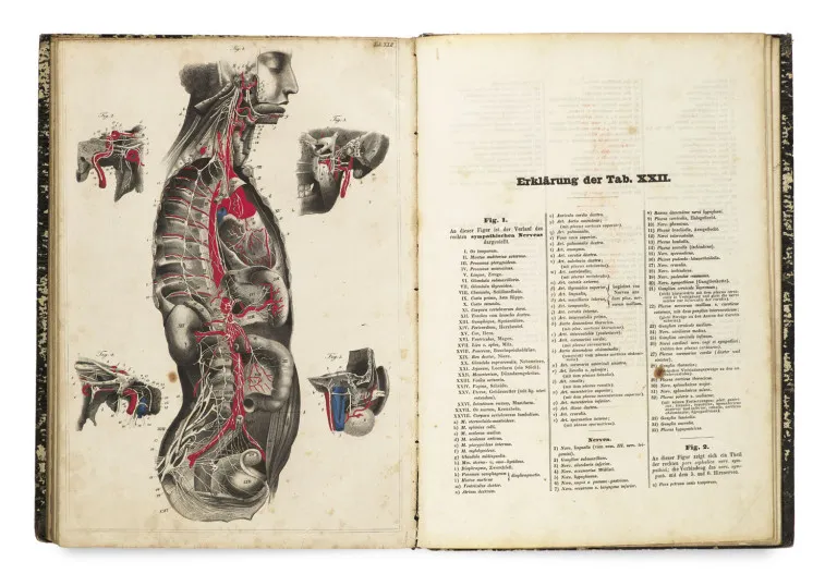 Carl Ernst Bock – Hand-Atlas der Anatomie des Menschen nebst einem tabellarischen Handbuch der Anatomie