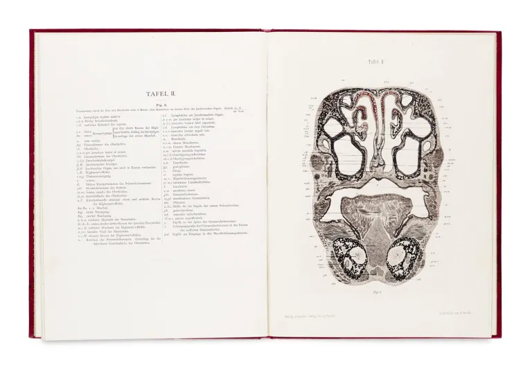 Ludwig Löwe – Contributions à l'anatomie du nez et de la cavité buccale