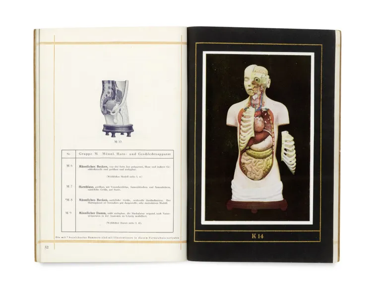 Markus Sommer – Catalogue de modèles anatomiques
