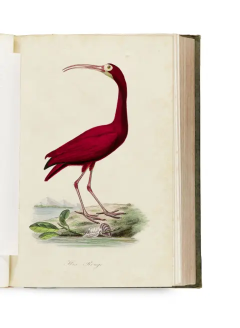 P., L. Couailhac, Gervais et Emm. Lemaout Bernard – Le Jardin des Plantes, description complète, historique et pittoresque du Muséum…