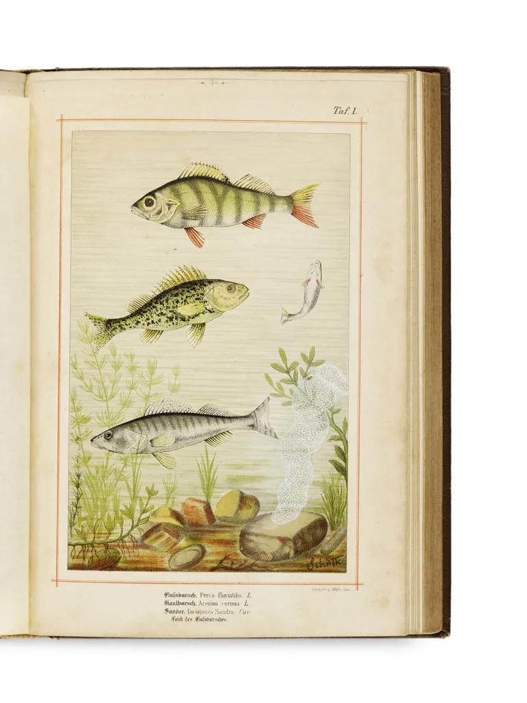 Hermann Landois – Westfalens Tierleben in Wort und Bild