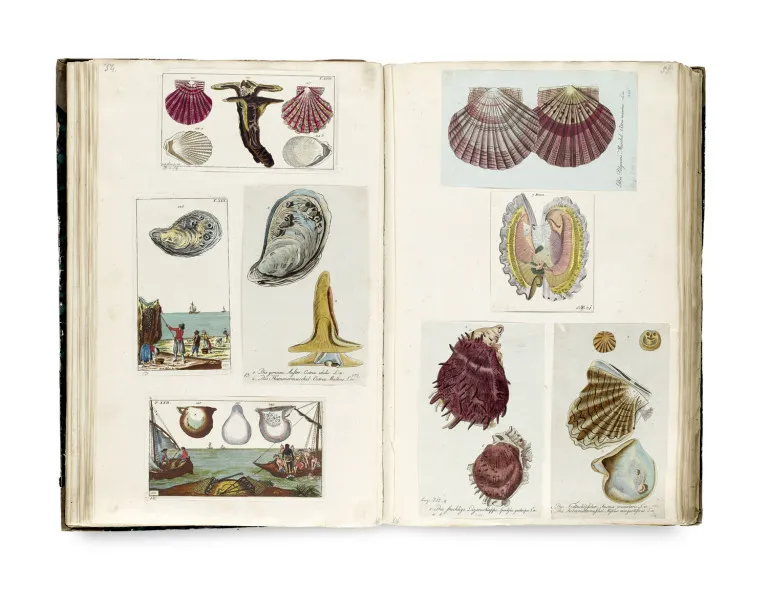 Album avec illustrations sur le thème des insectes et des mollusques