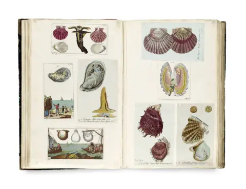 Album avec illustrations sur le thème des insectes et des mollusques