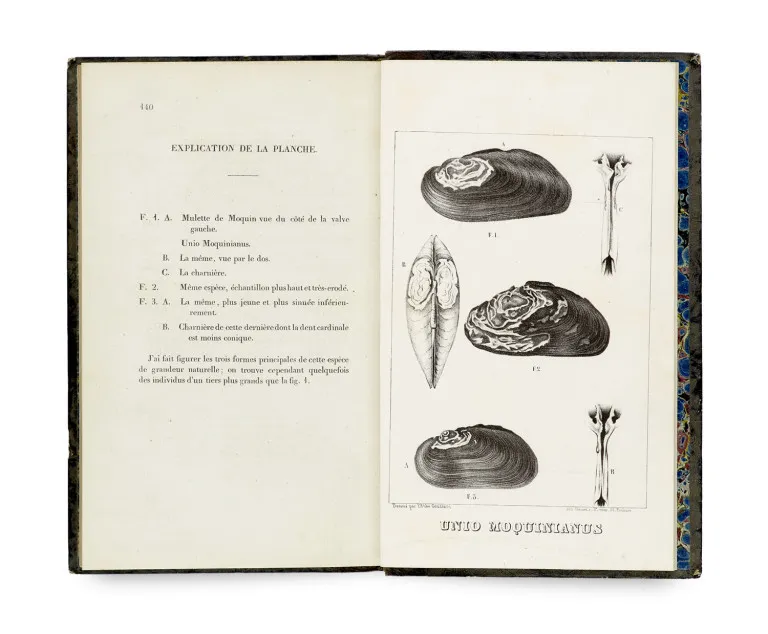 Dominique Dupuy – Essai sur les mollusques terrestres et fluviatiles et leurs coquilles vivantes et fossiles du département du Gers