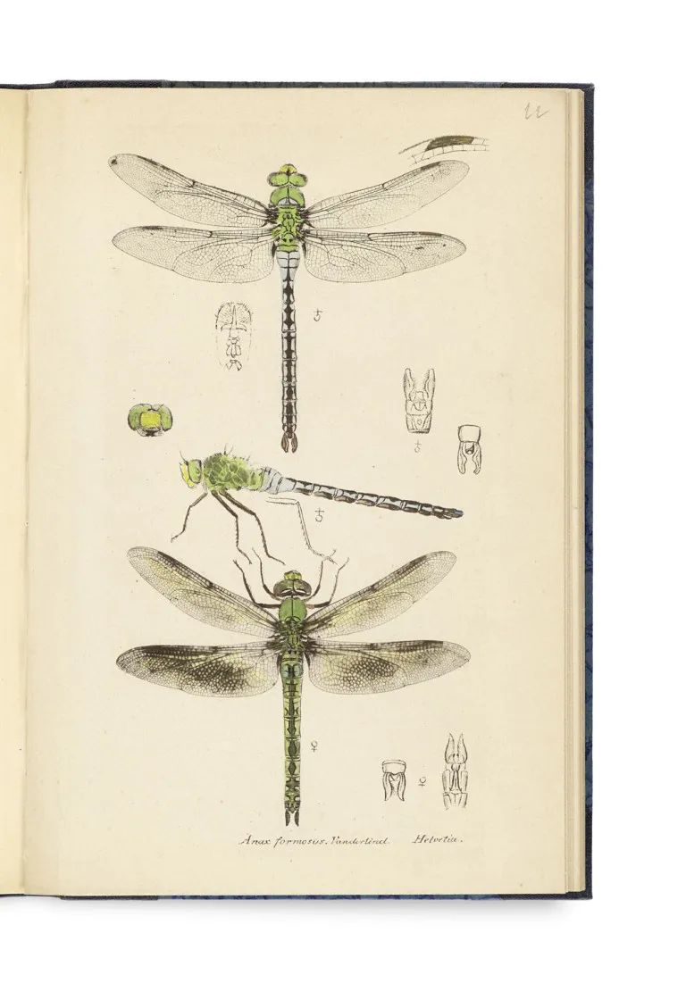 Heinrich Buchecker – Systema entomologiae sistens insectorum classes, genera, species