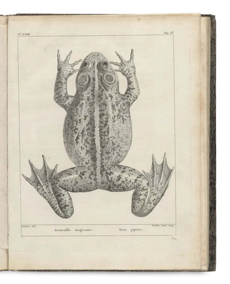F. M Daudin – Histoire Naturelle des Rainettes, des Grenouilles et des Crapauds