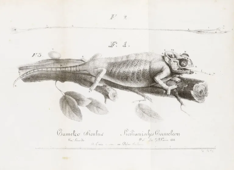 Francesco S. Grohmann – Nuova descrizione del camaleonte siculo, scoperto e descritto da Francesco S. Grohmann