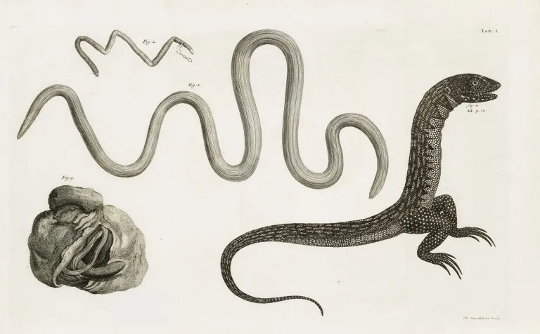 Jacob Theodor Klein – Tentamen Herpetologiae