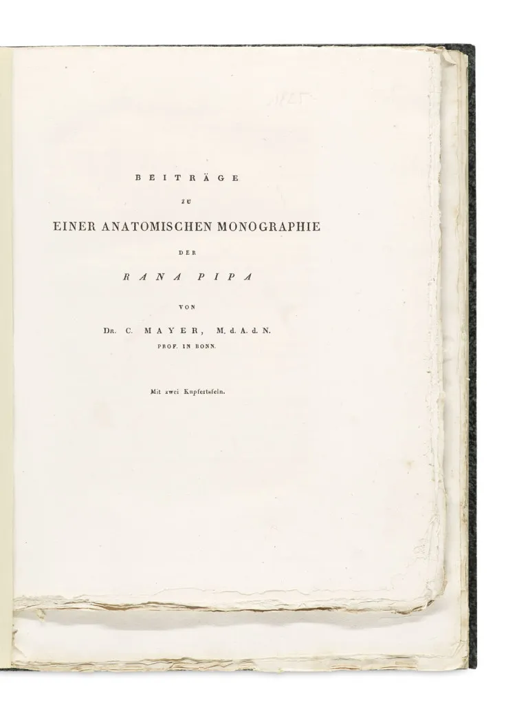 Soubor 4 článků Carla Mayera (2), Hermanna Schlegela a J. L. C. Gravenhorsta