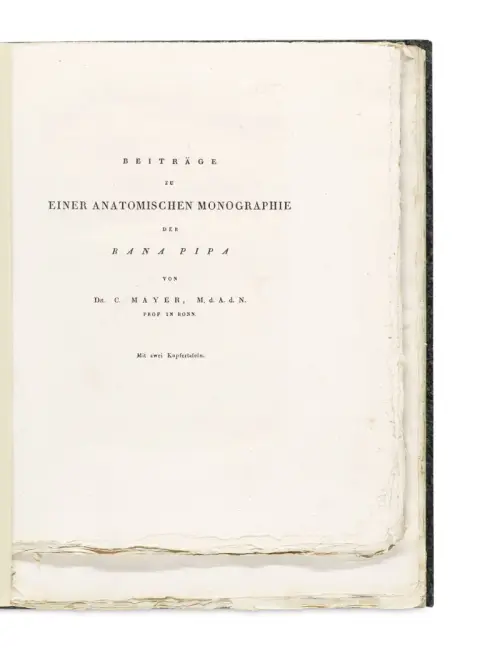 Bundel met 4 artikelen van Carl Mayer (2), Hermann Schlegel en J. L. C. Gravenhorst