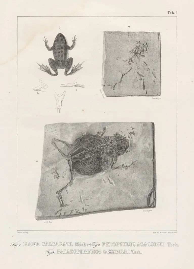 Johann Jakob von Tschudi – Classification des batraciens, avec considération des animaux fossiles de cette division des reptiles