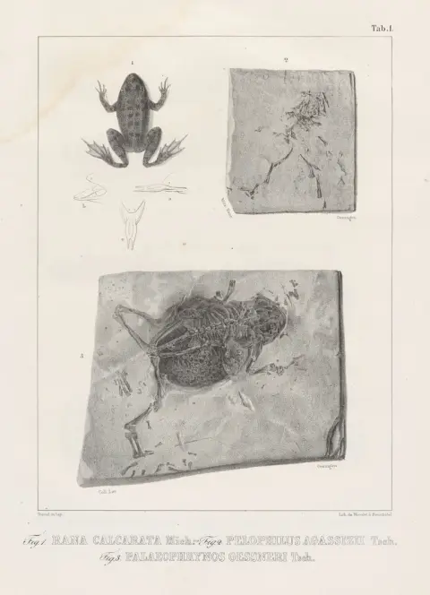 Johann Jakob von Tschudi – Classificatie der batrachiërs, met inachtneming van de fossiele dieren van deze afdeling der reptielen