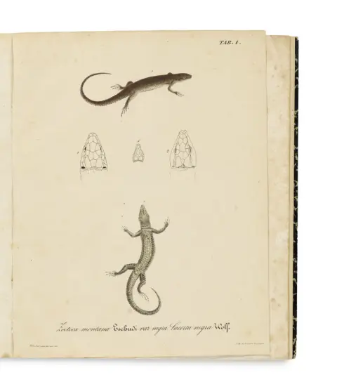 Johann Jakob von Tschudi – Monografie van de Zwitserse hagedissen