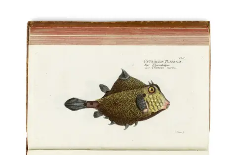 Marcus Elieser Bloch – Natuurlijke historie van buitenlandse vissen