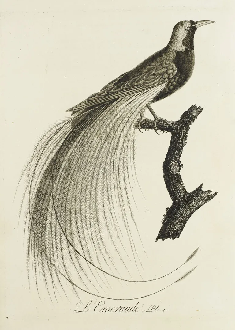 J.B. Audebert a L.P. Vieillot – Oiseaux dorés ou à reflets métalliques