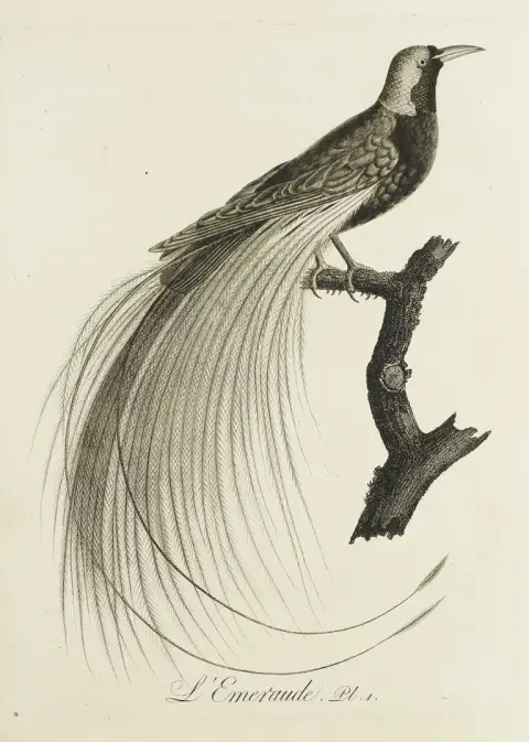 J.B. Audebert en L.P. Vieillot – Oiseaux dorés ou à reflets métalliques