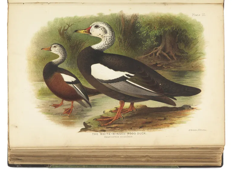 Edward Charles Stuart Baker – The Indian Ducks and their Allies