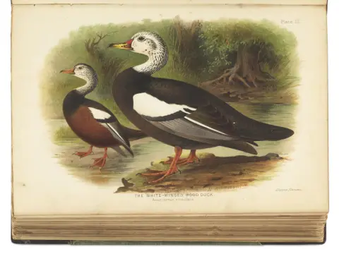 Edward Charles Stuart Baker – The Indian Ducks and their Allies