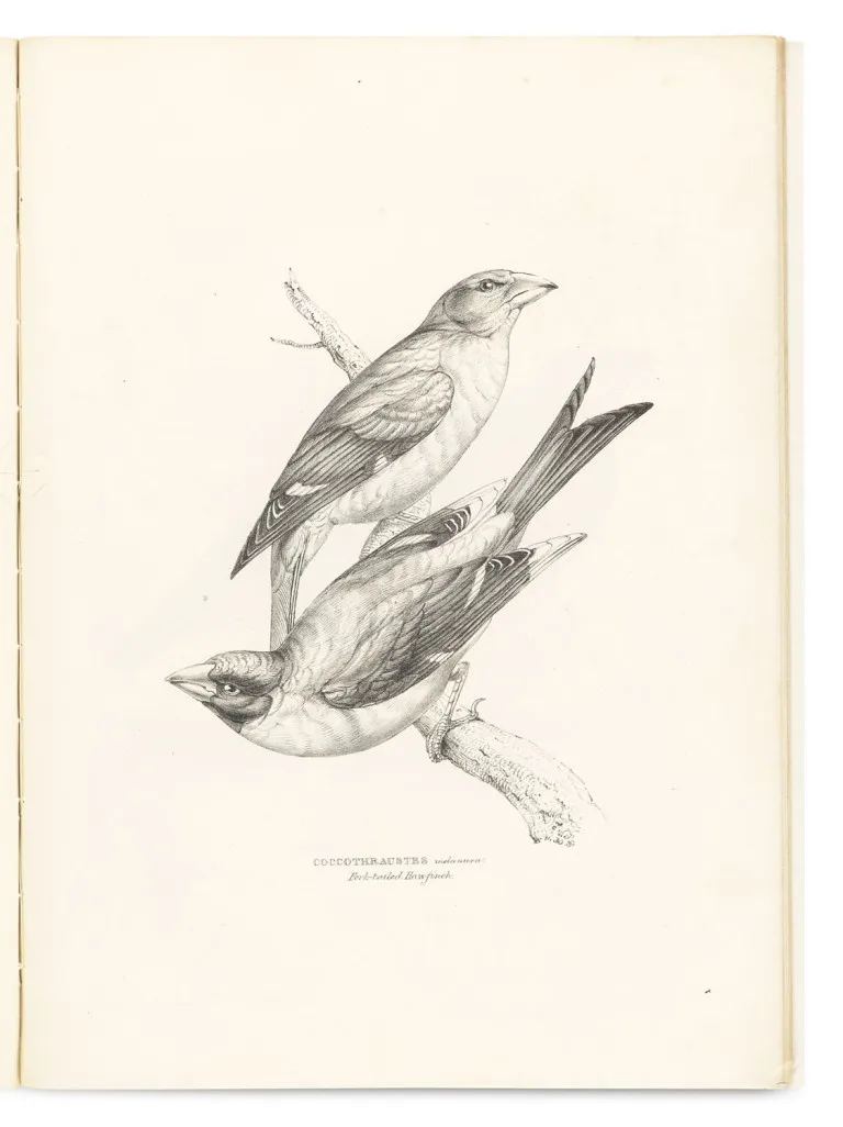 George Robert Gray – A Fasciculus of the Birds of China