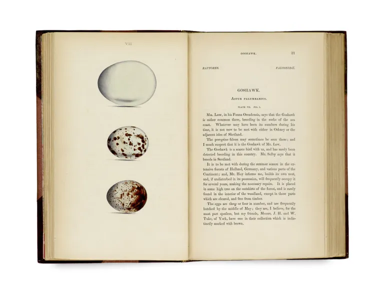 William C. Hewitson – Coloured illustrations of the eggs of British birds, accompanied with descriptions of the eggs, nests, etc