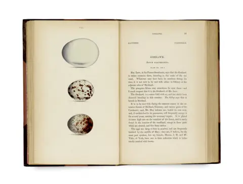 William C. Hewitson – Coloured illustrations of the eggs of British birds, accompanied with descriptions of the eggs, nests, etc